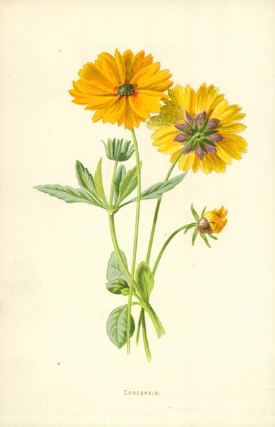 Coreopsis by Frederick Edward Hulme