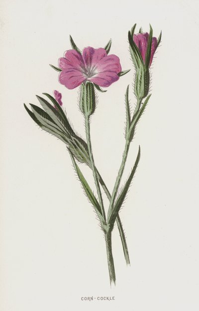 Corn-Cockle by Frederick Edward Hulme