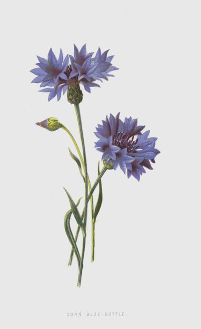 Corn Blue-Bottle by Frederick Edward Hulme