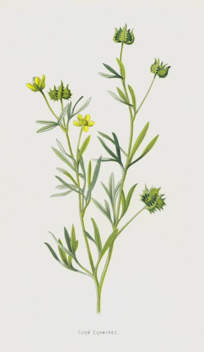 Corn Crowfoot by Frederick Edward Hulme