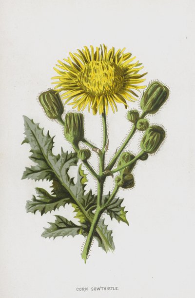 Corn Sowthistle by Frederick Edward Hulme