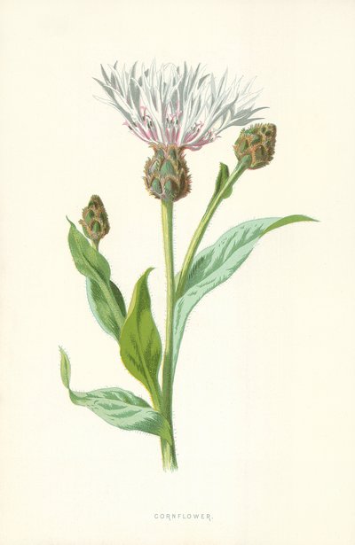 Cornflower by Frederick Edward Hulme