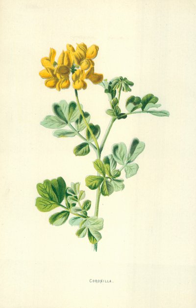 Coronilla by Frederick Edward Hulme