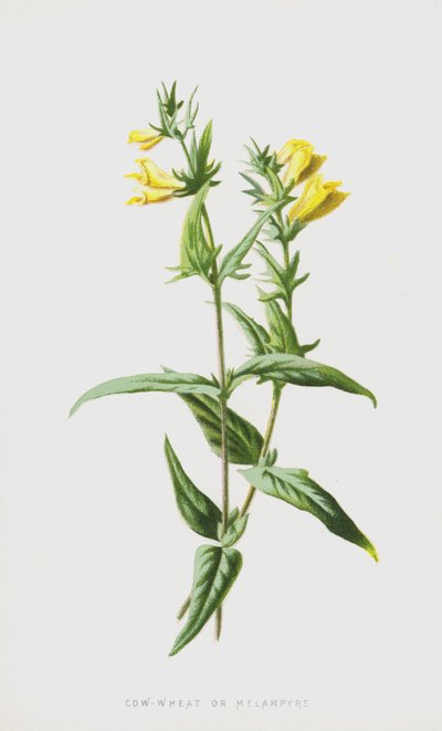 Cow-Wheat or Melampyre by Frederick Edward Hulme