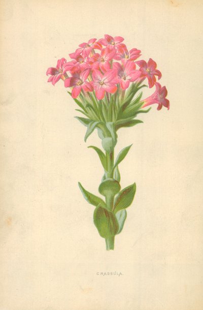 Crassula by Frederick Edward Hulme
