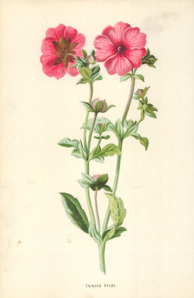 Crimson Avens by Frederick Edward Hulme