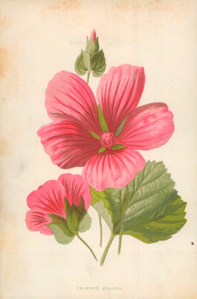 Crimson Mallow by Frederick Edward Hulme
