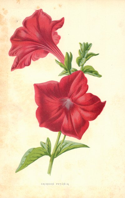 Crimson Petunia by Frederick Edward Hulme