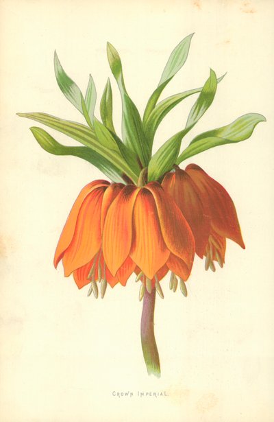 Crown Imperial by Frederick Edward Hulme