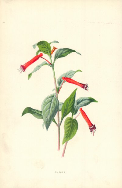 Cuphea by Frederick Edward Hulme