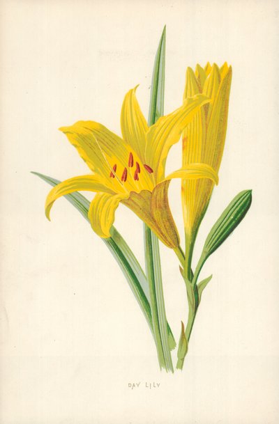 Day Lily by Frederick Edward Hulme