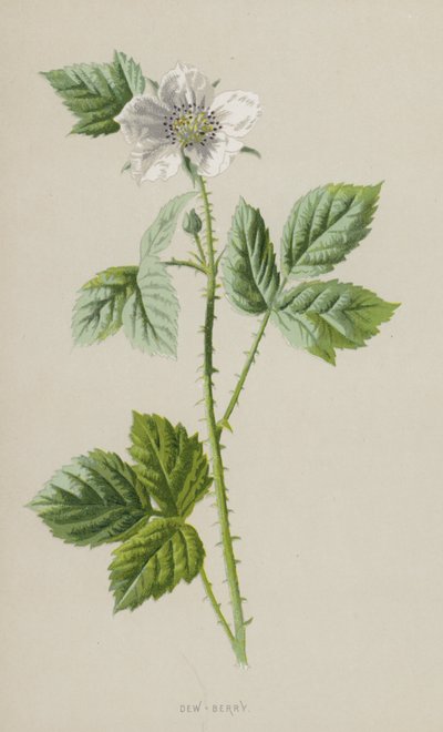 Dew-Berry by Frederick Edward Hulme