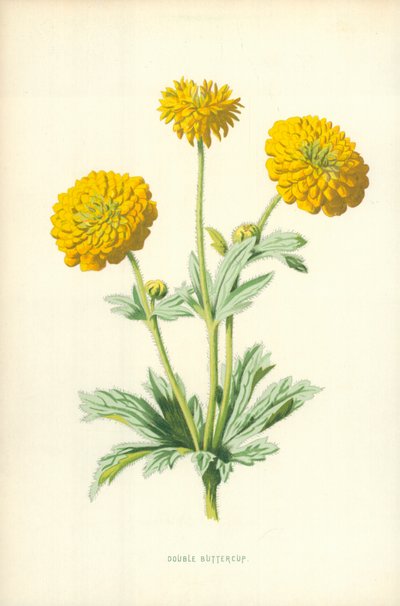 Double Buttercup by Frederick Edward Hulme