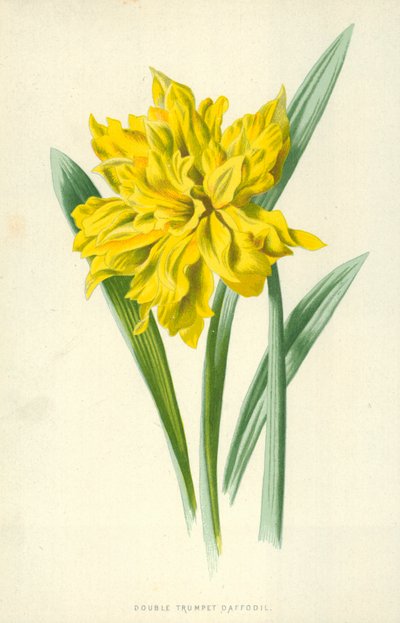 Double Trumpet Daffodil by Frederick Edward Hulme