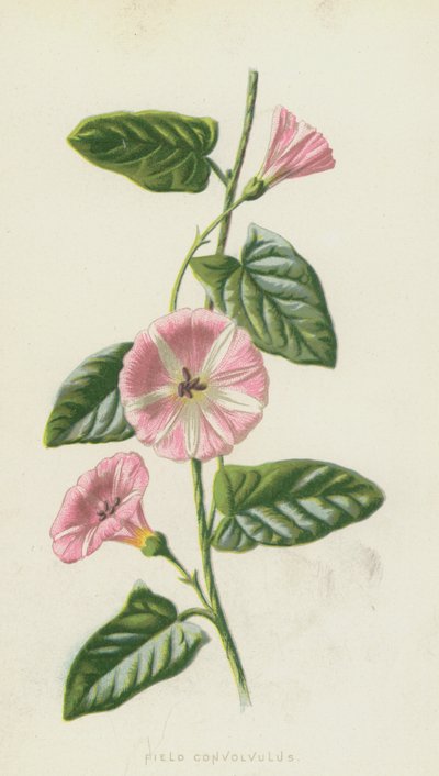 Field Convolvulus by Frederick Edward Hulme