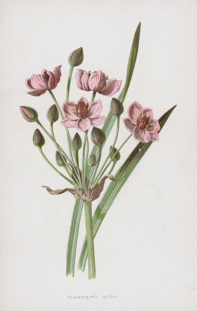 Flowering Rush by Frederick Edward Hulme