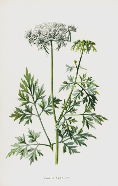 Fools Parsley by Frederick Edward Hulme