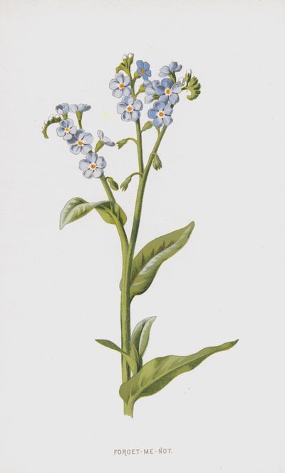 Forget-Me-Not by Frederick Edward Hulme