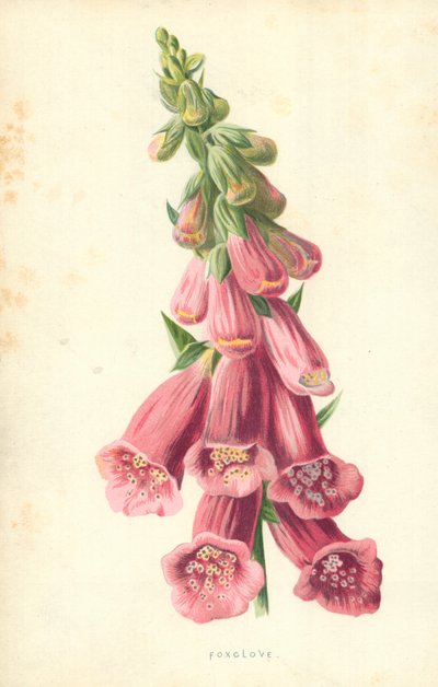 Foxglove by Frederick Edward Hulme