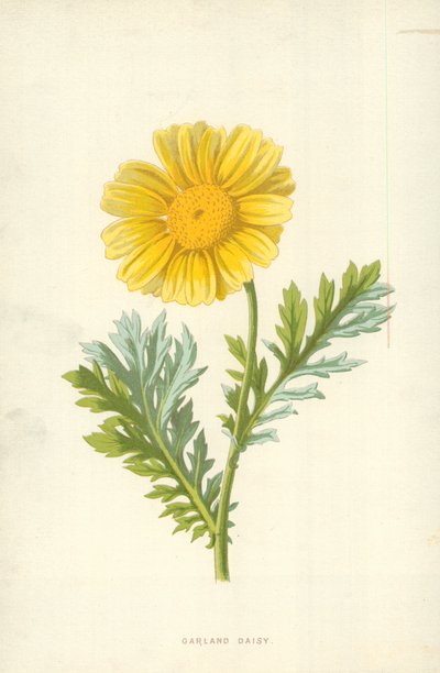 Garland Daisy by Frederick Edward Hulme