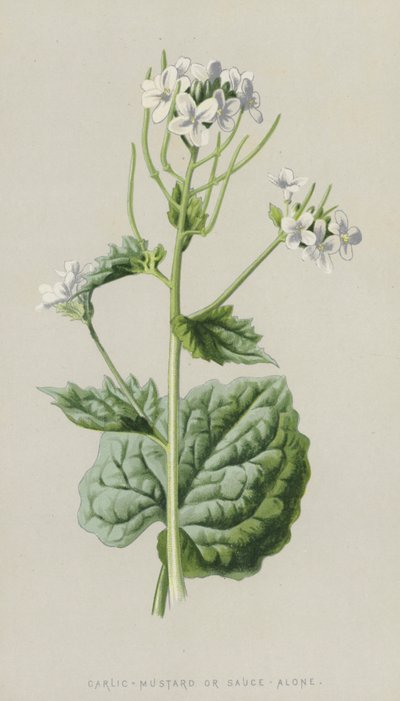 Garlic-Mustard or Sauce-Alone by Frederick Edward Hulme