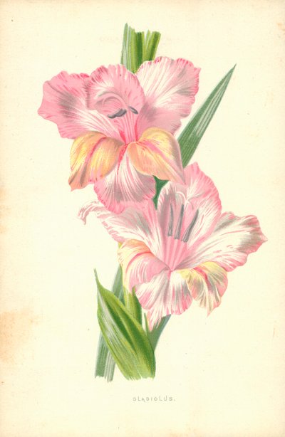 Gladiolus by Frederick Edward Hulme