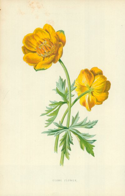 Globe Flower by Frederick Edward Hulme