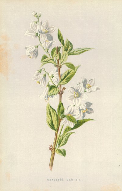 Graceful Deutzia by Frederick Edward Hulme