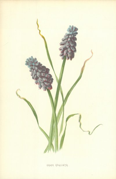 Grape Hyacinth by Frederick Edward Hulme
