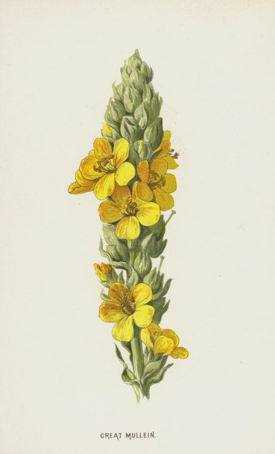 Great Mullein by Frederick Edward Hulme