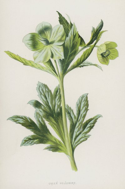 Green Hellebore by Frederick Edward Hulme