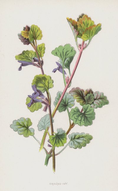 Ground-Ivy by Frederick Edward Hulme