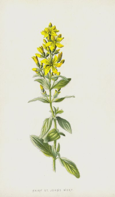 Hairy St Johns Wort by Frederick Edward Hulme