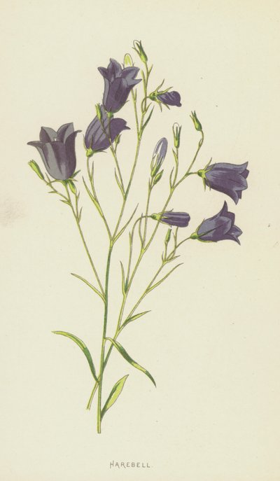 Harebell by Frederick Edward Hulme