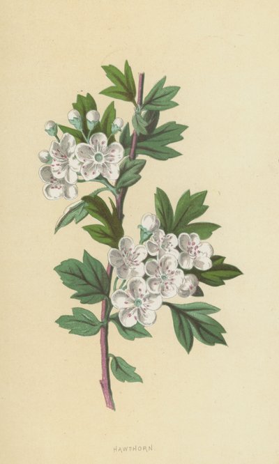 Hawthorn by Frederick Edward Hulme