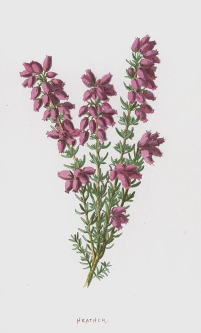 Heather by Frederick Edward Hulme