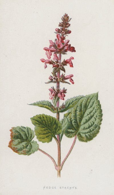 Hedge Stachys by Frederick Edward Hulme