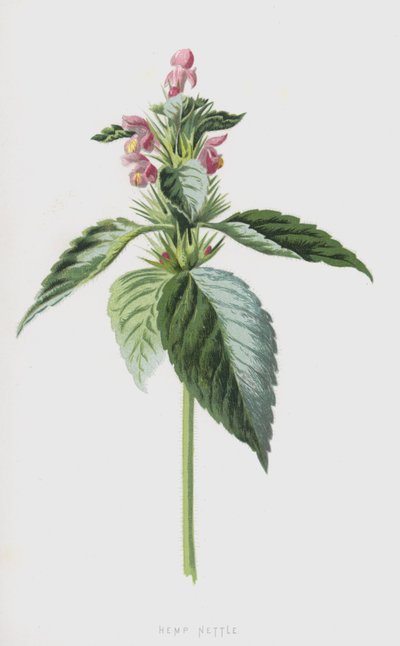 Hemp Nettle by Frederick Edward Hulme