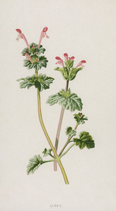 Henbit by Frederick Edward Hulme