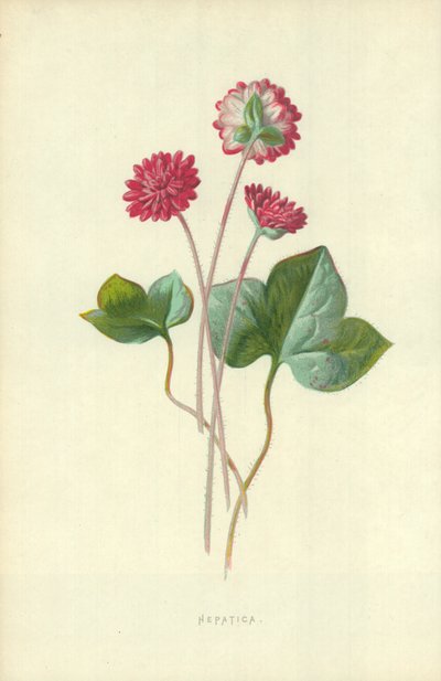 Hepatica by Frederick Edward Hulme