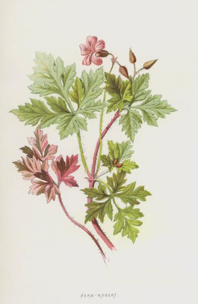 Herb-Robert by Frederick Edward Hulme