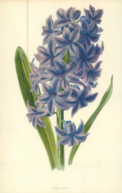 Hyacinth by Frederick Edward Hulme