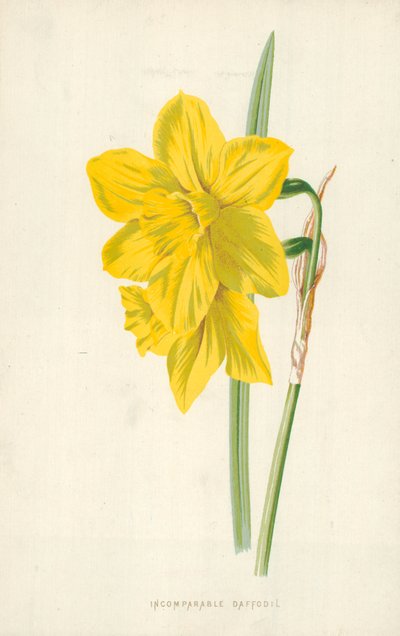 Incomparable Daffodil by Frederick Edward Hulme