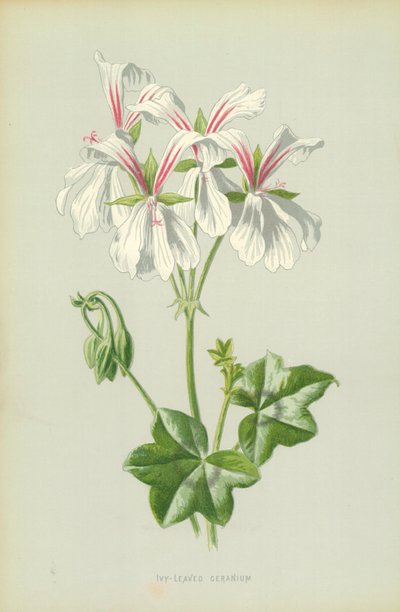 Ivy-Leaved Geranium by Frederick Edward Hulme