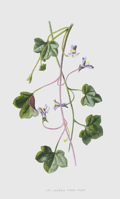 Ivy-Leaved Toad-Flax by Frederick Edward Hulme