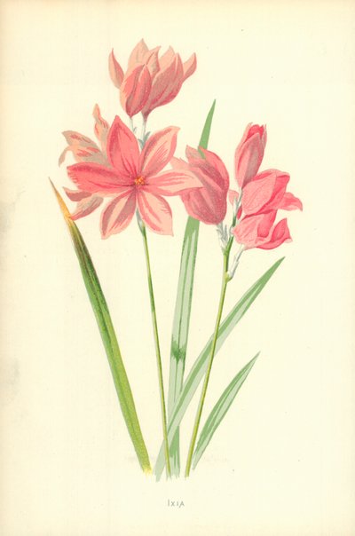 Ixia by Frederick Edward Hulme