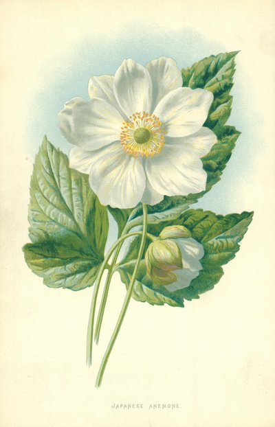 Japanese Anemone by Frederick Edward Hulme