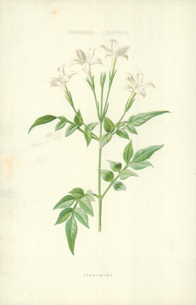 Jessamine by Frederick Edward Hulme