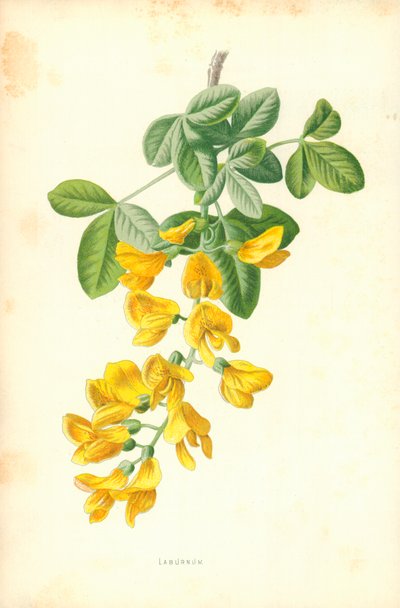 Laburnum by Frederick Edward Hulme
