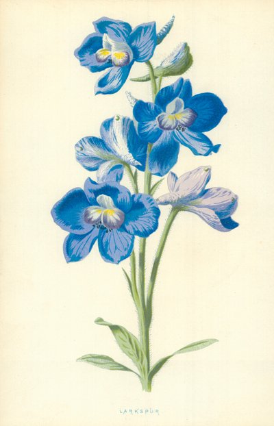 Larkspur by Frederick Edward Hulme